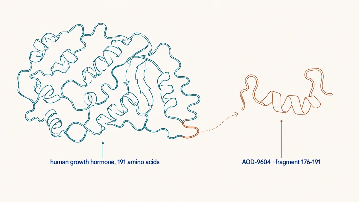 AOD-9604 Research Guide 2026: HGH 176-191 Fat Loss