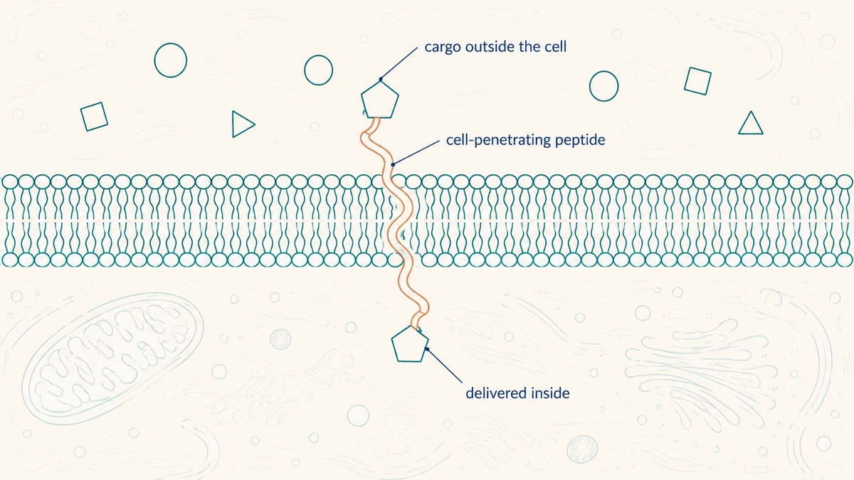Cell-Penetrating Peptides + CRISPR Delivery