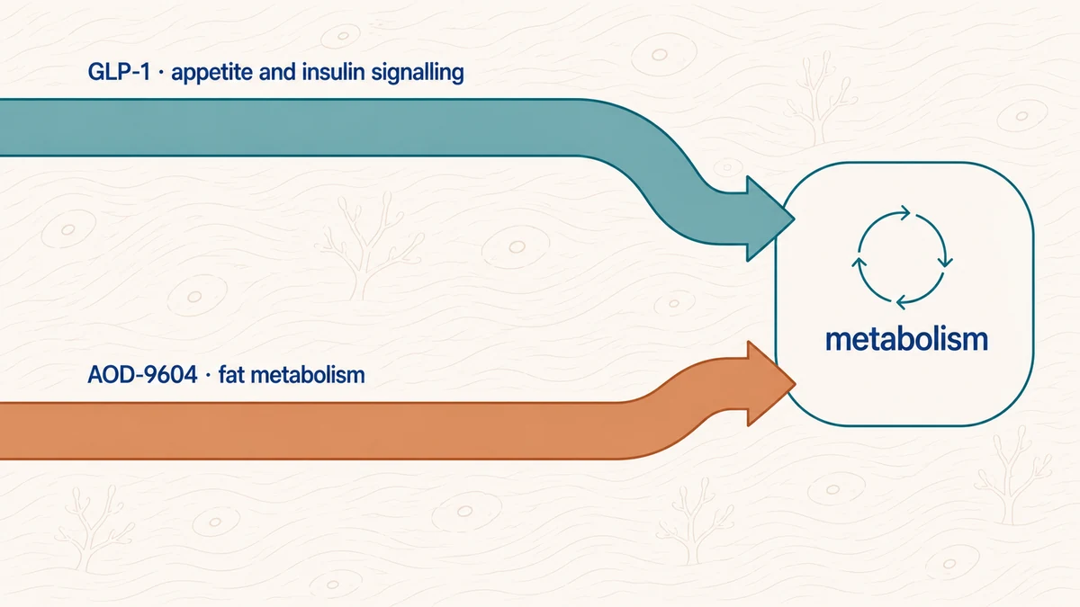 GLP-1 + AOD-9604 Metabolic Mechanisms