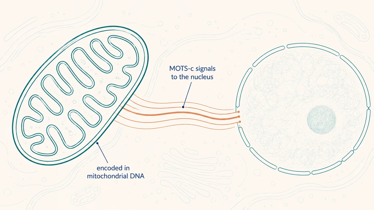 MOTS-c Mitochondrial Signaling Research
